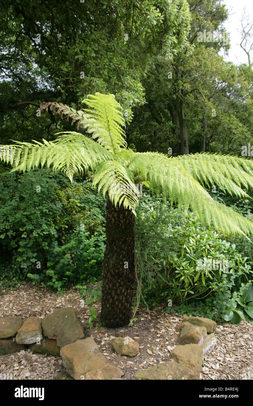 Poupe à arbre souple, pouf de l'homme ou pouf de l'arbre de Tasmanie, Dicksonia antarctique, Dicksoniaceae. Australie, à savoir Nouvelle-Galles du Sud, Tasmanie et Victoria. Banque D'Images