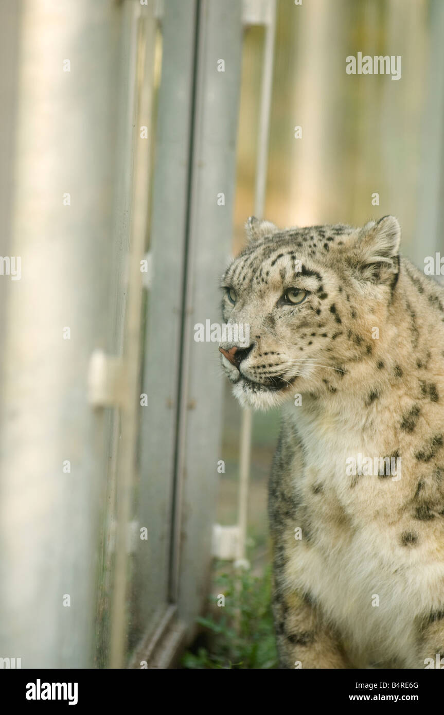 Snow Leopard captivante Banque D'Images