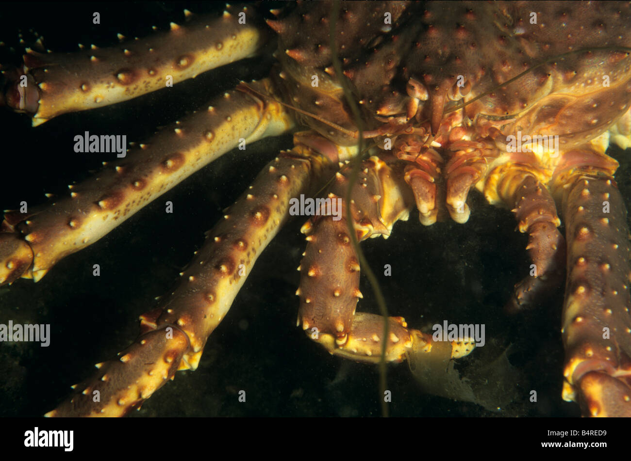 Le crabe royal rouge (Paralithodes camtschaticus) à l'état sauvage sous l'eau, Kirkenes, Norvège Banque D'Images