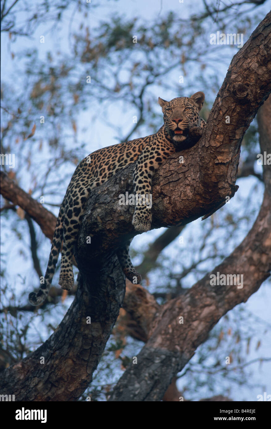 Leopard (Panthera pardus) jeune mâle en arbre, Delta de l'Okavango au Botswana Banque D'Images