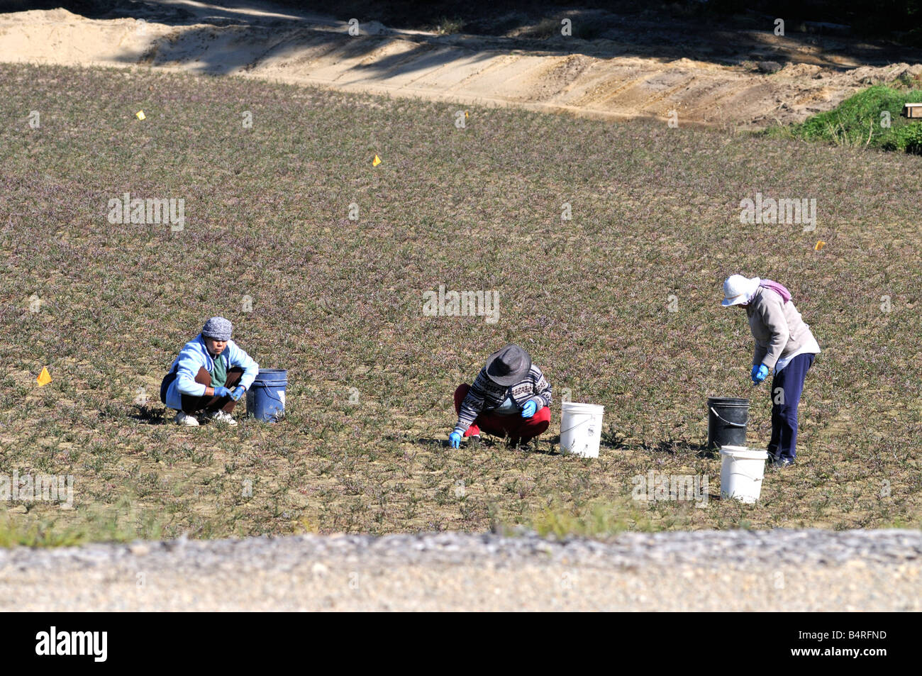 Trois femmes travaillant dans un nouveau marais de canneberge semis avec des seaux blanc Banque D'Images