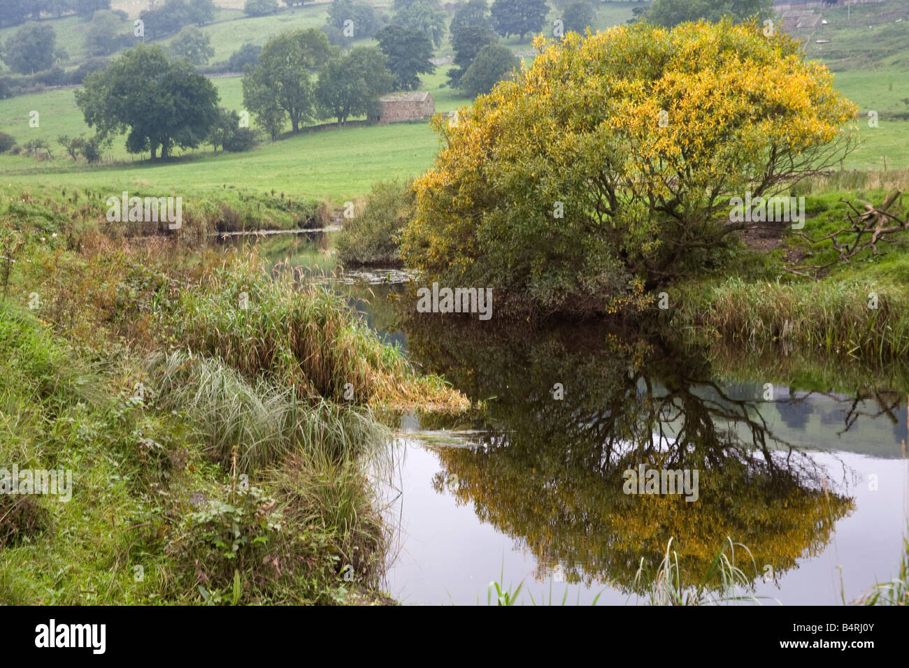 Arbre et réflexion dans Wendsledale Rivière Bain Yorkshire Dales Septembre 2008 Banque D'Images