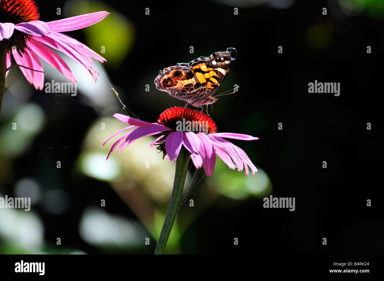 Papillon belle dame, Vanessa cardui, sur un l'échinacée, l'échinacée. New York, USA. Banque D'Images