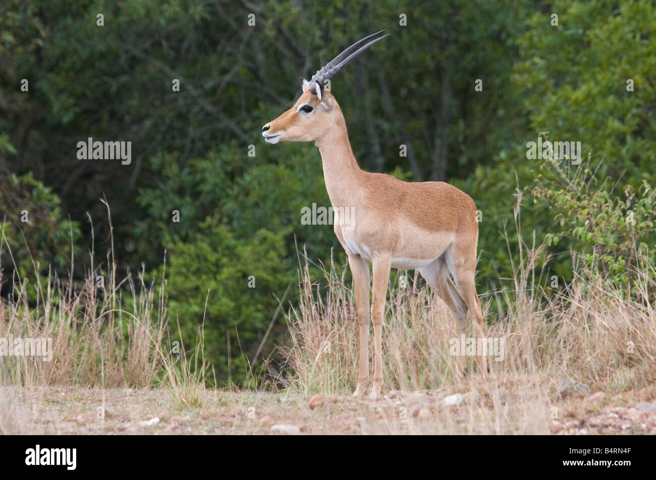 Homme Impala (Aepyceros melampus), Masai Mara, Kenya, Afrique Banque D'Images