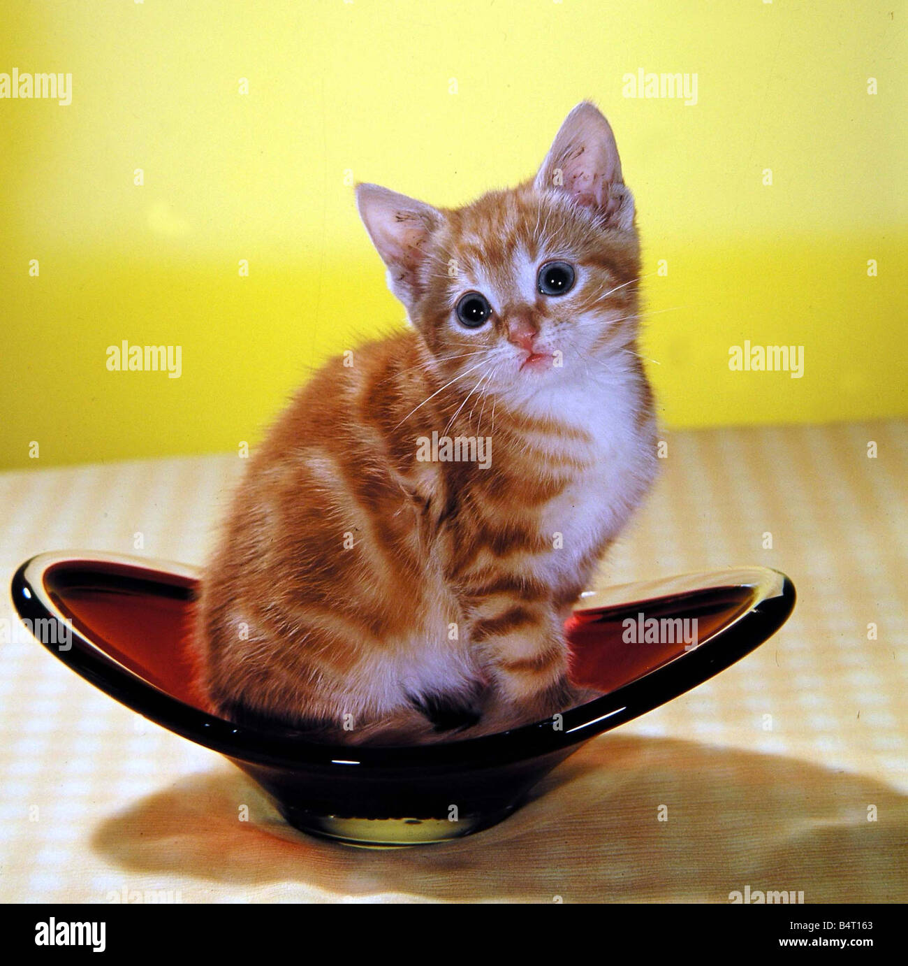Un chaton assis dans un bol en verre vers 1960 Banque D'Images