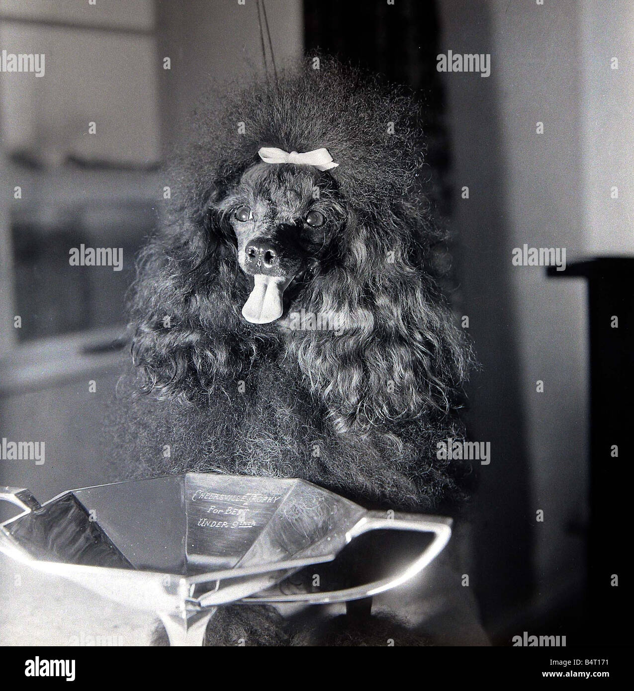 Benny le plus petit chien caniche Toy Benny en Grande-Bretagne avec l'un de ses trophées pour le meilleur chien de moins de 9 pouces de janvier 1969 Banque D'Images