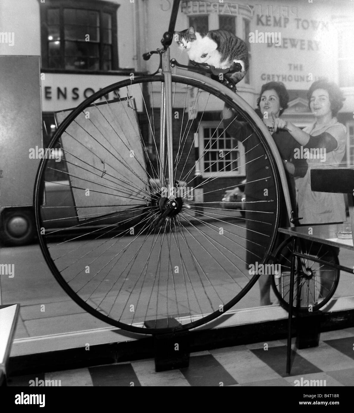 Les gens se lever et regarder par la fenêtre de la Penny Farthing Bar Café à Brighton et regarder le chat Susie assis sur la selle Banque D'Images