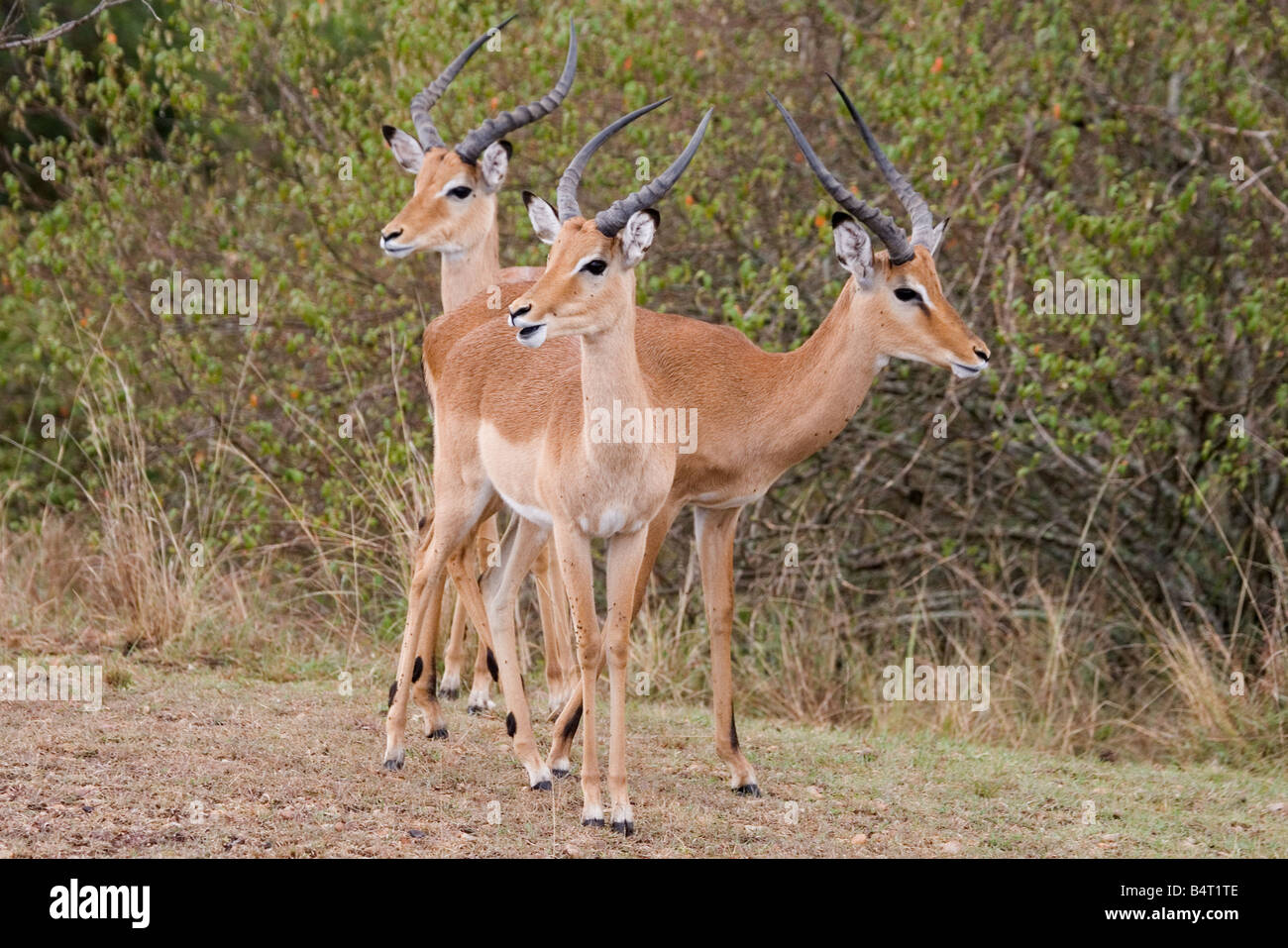 Groupe de trois hommes Impala (Aepyceros melampus), Masai Mara, Kenya, Afrique Banque D'Images