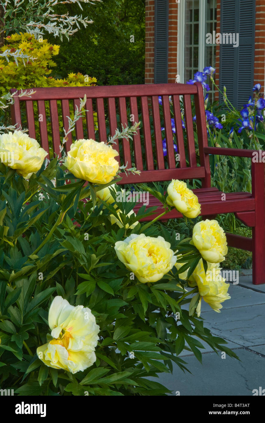 Bush pivoine intersectionnelle fleurir dans l'entrée principale, avec un banc de jardin. Crédit Design : Gail Gee. Banque D'Images