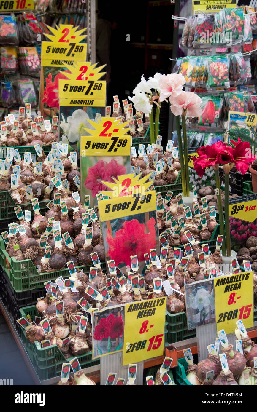 Tulipes, Bloemenmark (marché aux fleurs), canal Singel, Amsterdam, Pays-Bas Banque D'Images