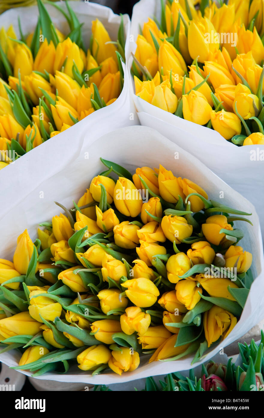 Tulipes, Bloemenmark (marché aux fleurs), canal Singel, Amsterdam, Pays-Bas Banque D'Images