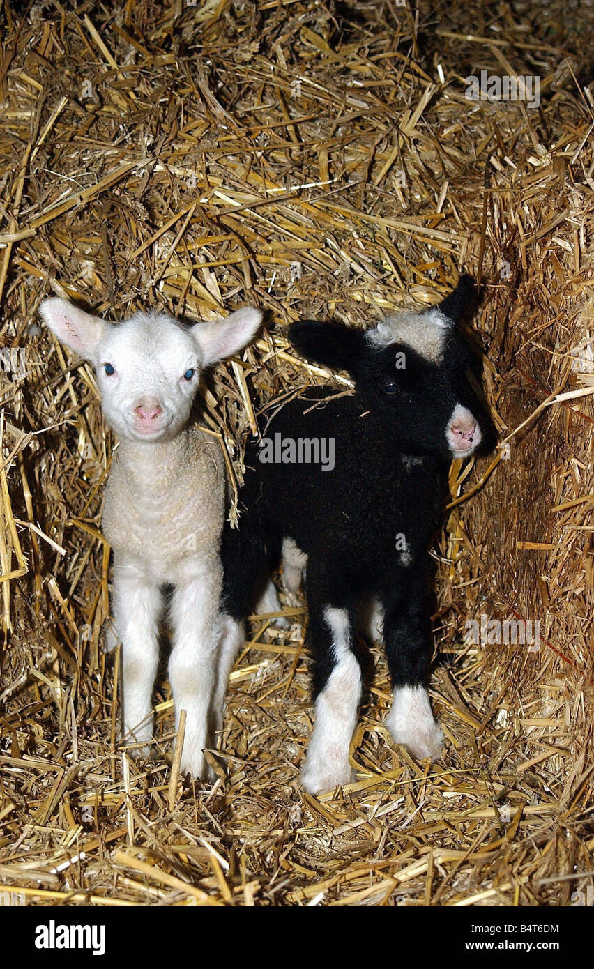 Basse-cour Zwarble Burnums amis deux agneaux l'un blanc l'autre noir qu'ils sont nés dans la nuit de Noël Banque D'Images