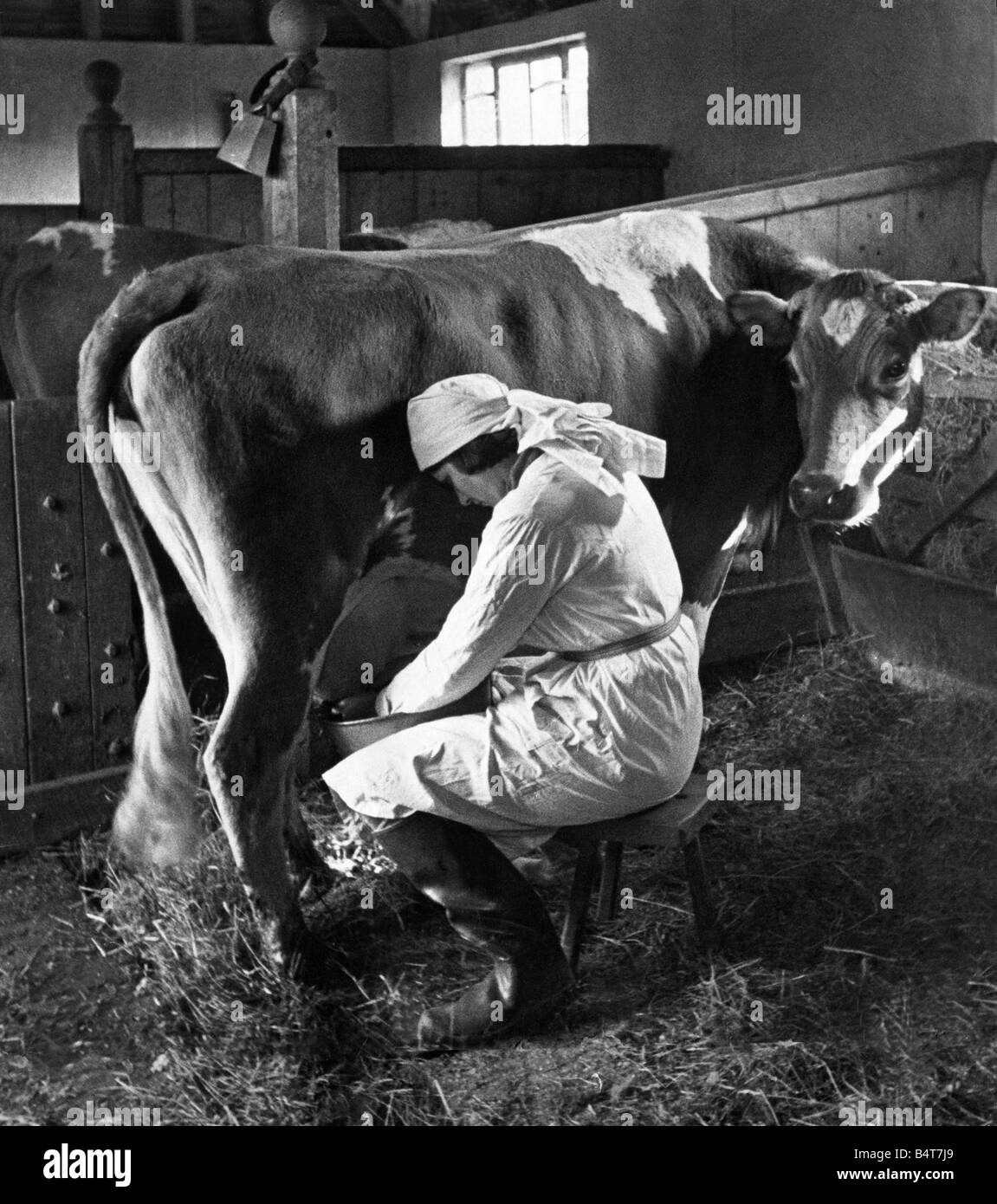 Femme vache de la traite dans l'étable à Maresfield Sussex Mai 1935 Photo  Stock - Alamy