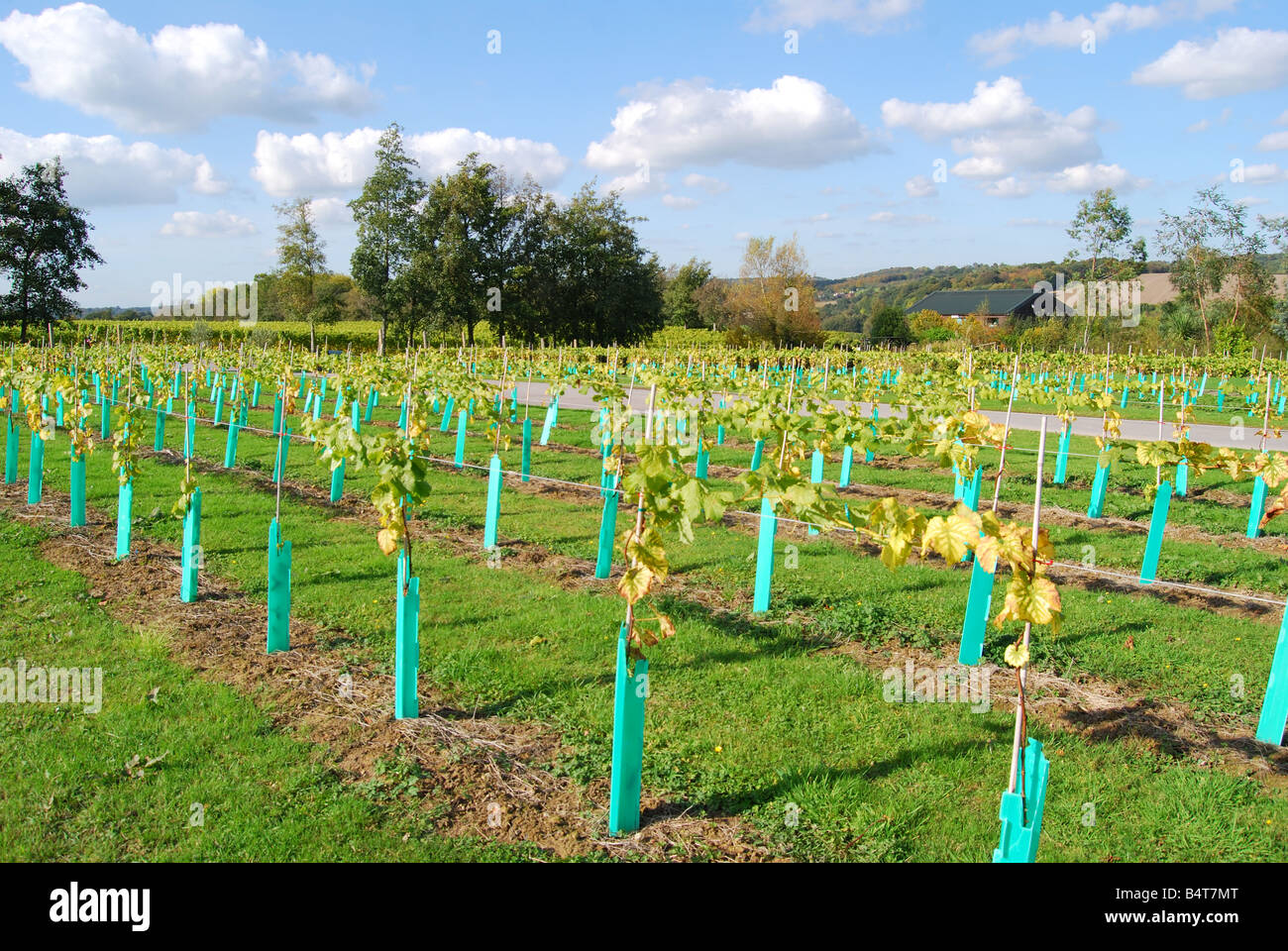 De nouvelles plantations de vigne, Lamberhurst Vineyard, Lamberhurst, Lamberhurst, Kent, Royaume-Uni Banque D'Images