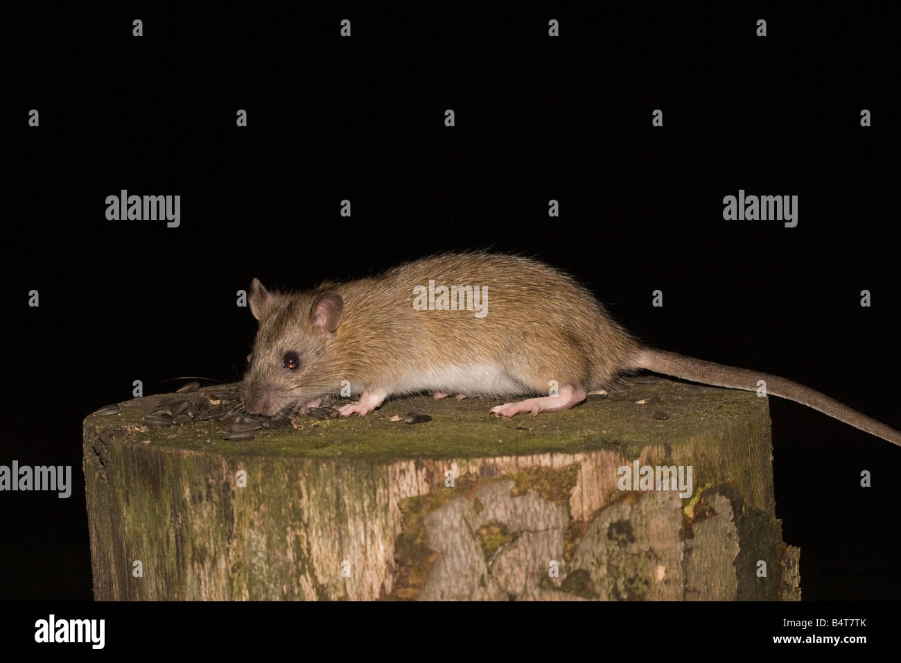 Rattus norvegicus rat brun mammifère Wanderratte Banque D'Images