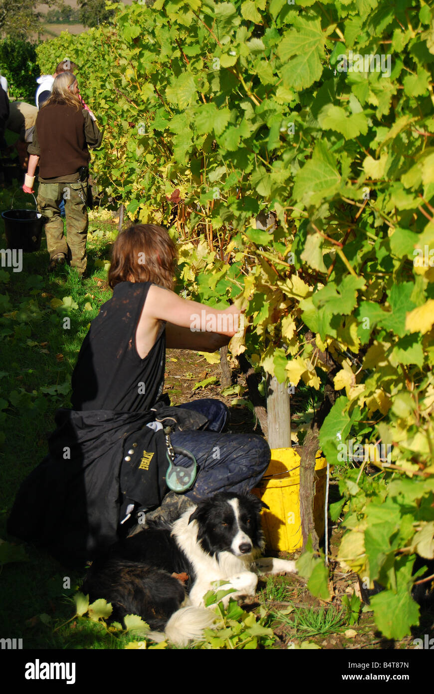Workers picking grapes, Lamberhurst Vineyard, Lamberhurst, Lamberhurst, Kent, Royaume-Uni Banque D'Images