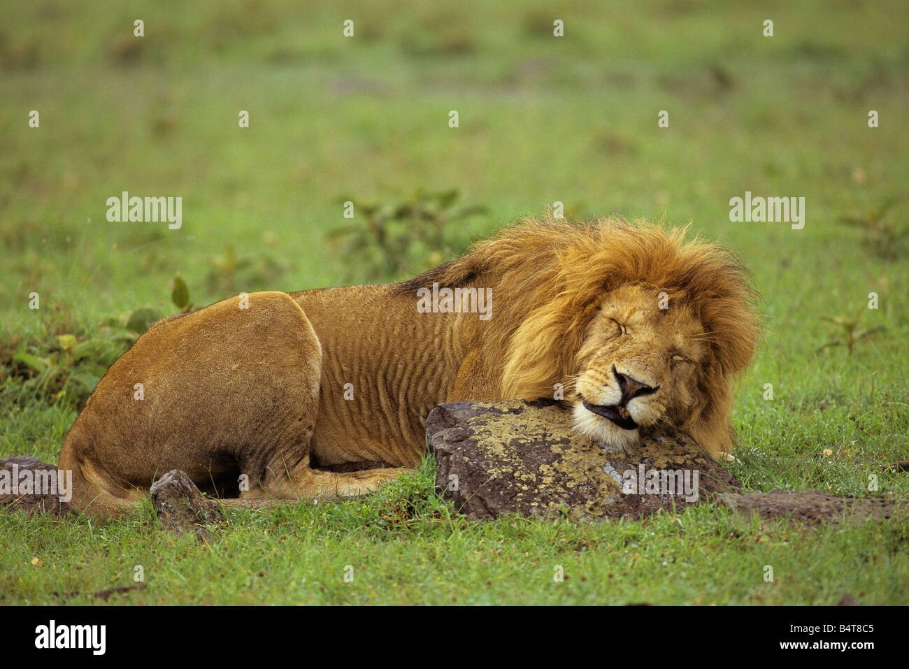 Lion endormi Banque D'Images