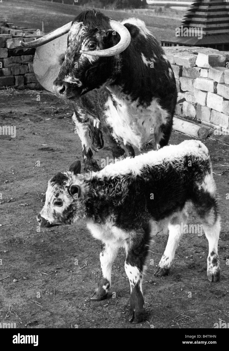 Une vache avec son veau Longhorn Banque D'Images