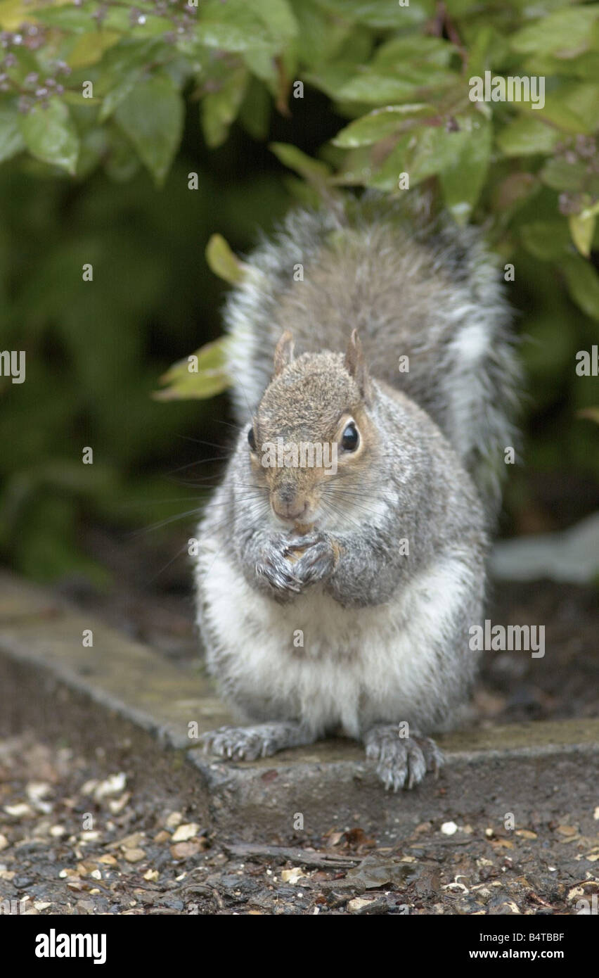Un écureuil gris consomme des aliments récupérés à partir de la parole autour de la table d'oiseaux 2000 Banque D'Images