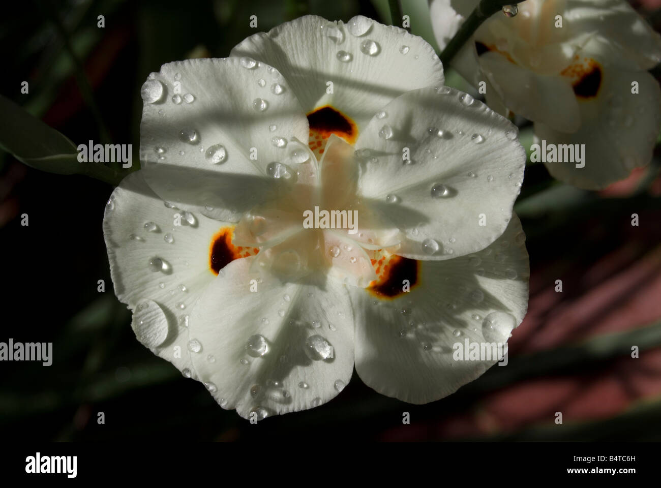 DIETES BICOLOR Banque D'Images