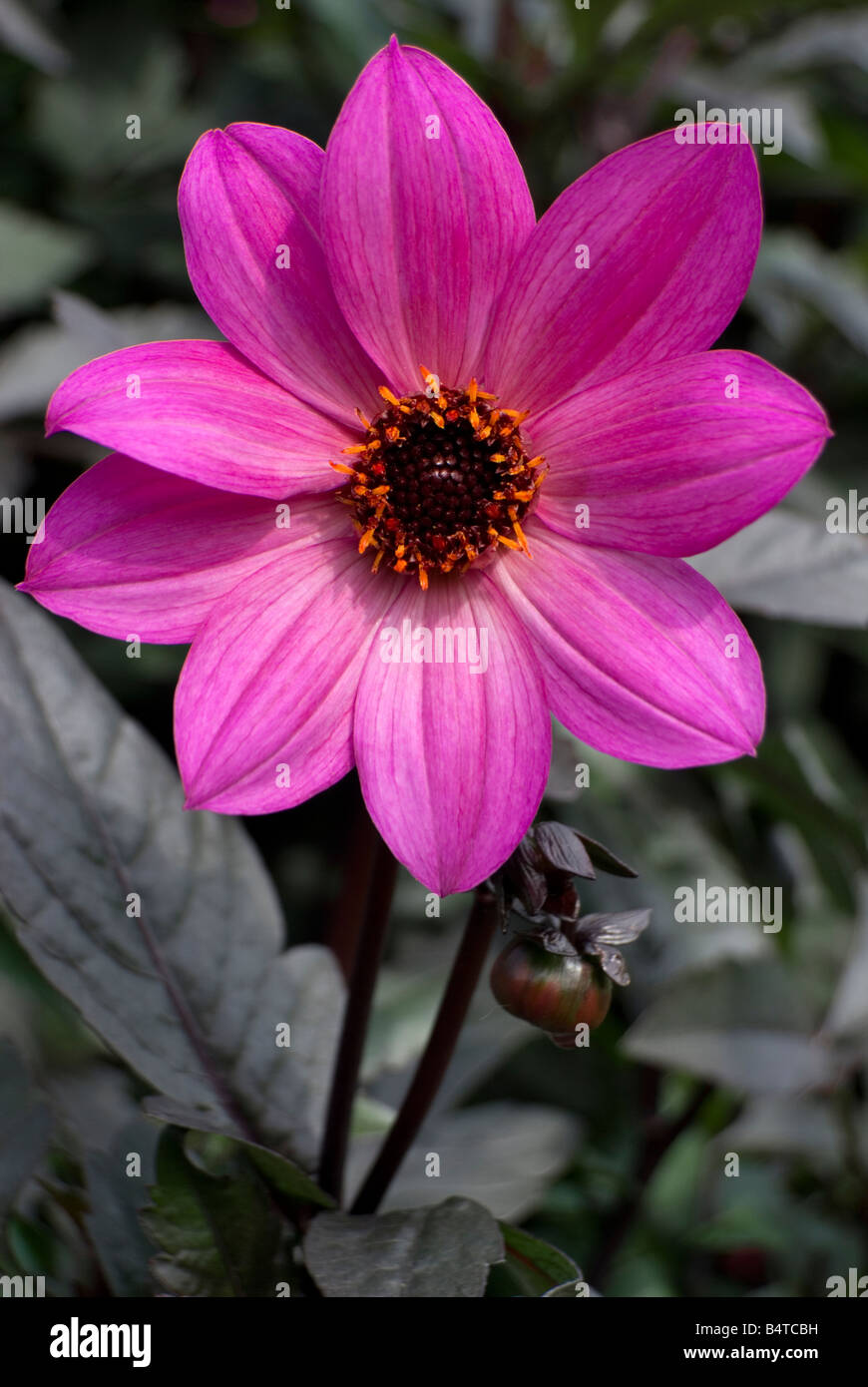 Dahlia "magenta Star' Banque D'Images