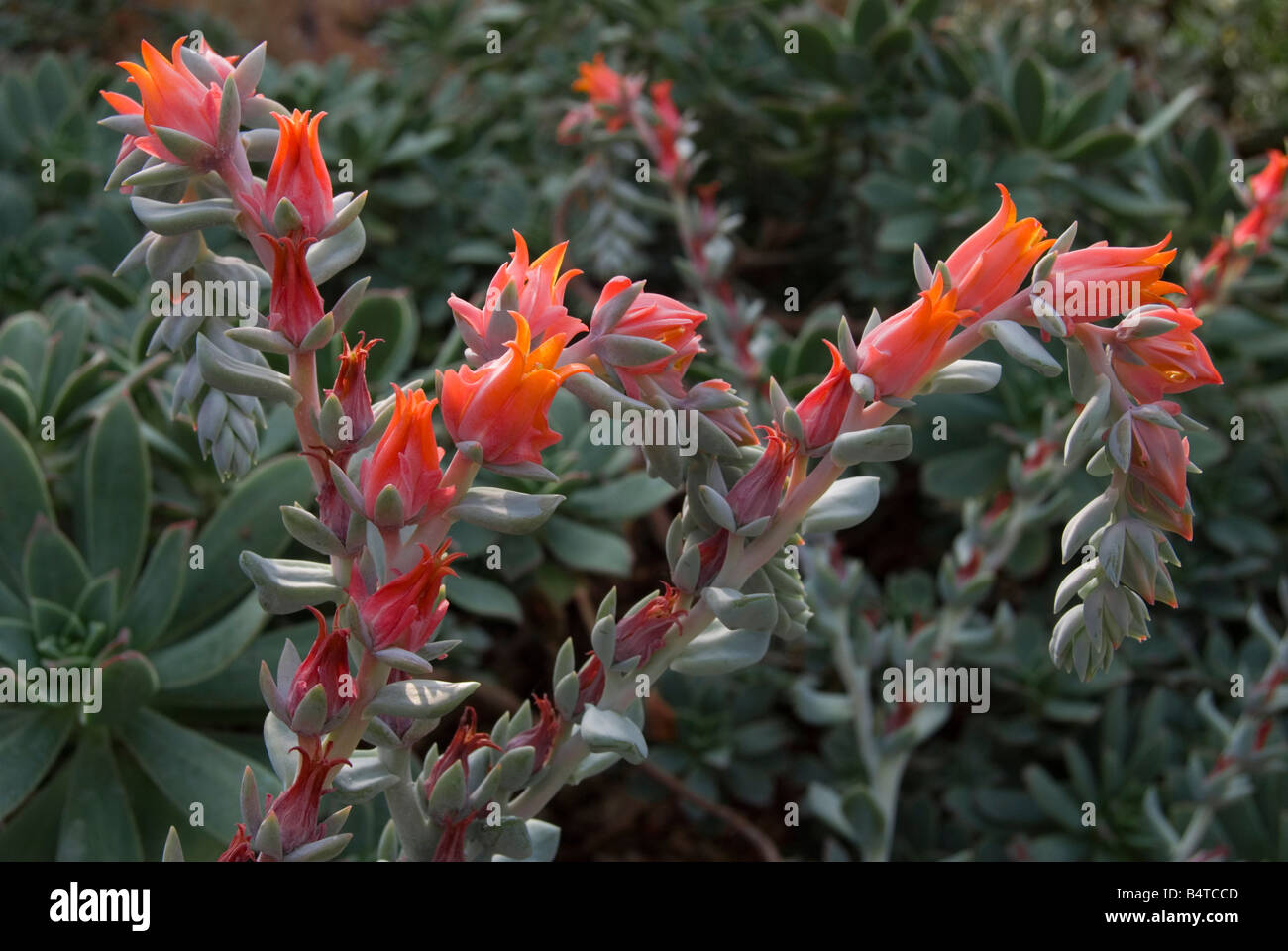Echeveria runyonii 'Topsy Turvy' Banque D'Images