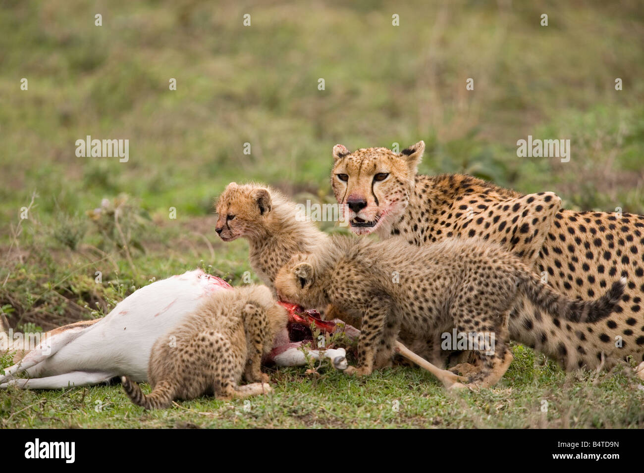 Acinonyx jubatus guépard femelle et leurs petits se nourrissent de gazelle de Thomsons Tanzanie Ndutu Banque D'Images