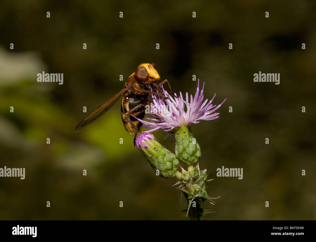 Mimicing Volucella zonaria Wasp Hoverfly sur Circium creticum thistle Péloponnèse, Grèce Banque D'Images