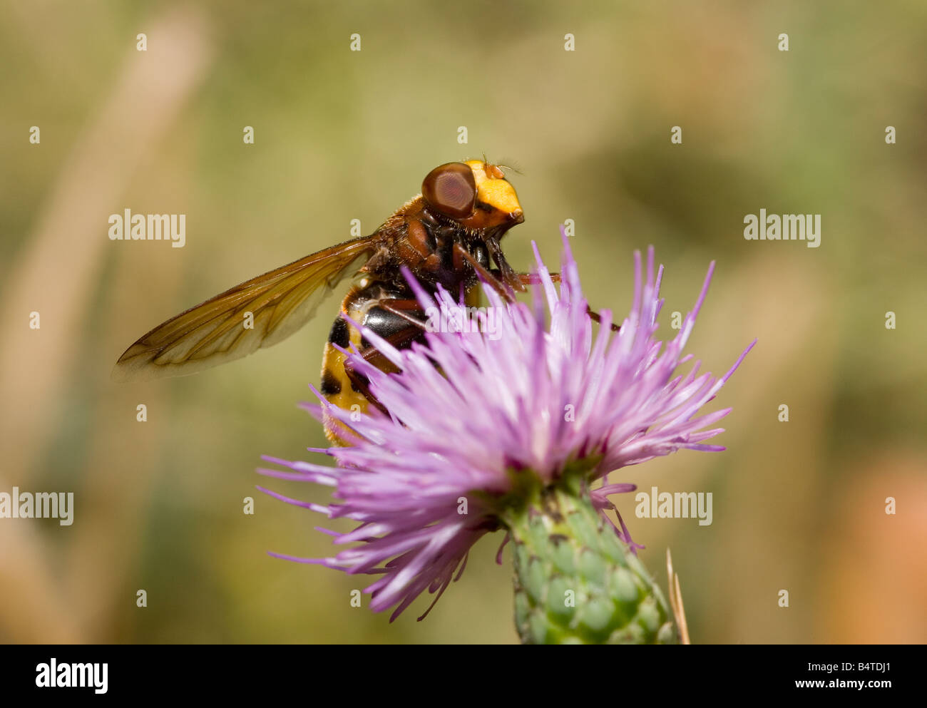 Mimicing guêpe Volucella zonaria Hoverfly Péloponnèse, Grèce Banque D'Images