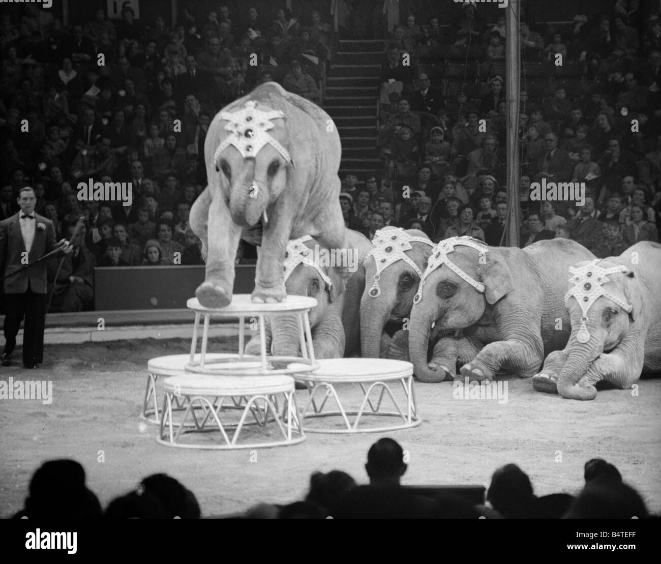 Les éléphants au Bertram Mills Circus Circa 1959 Banque D'Images