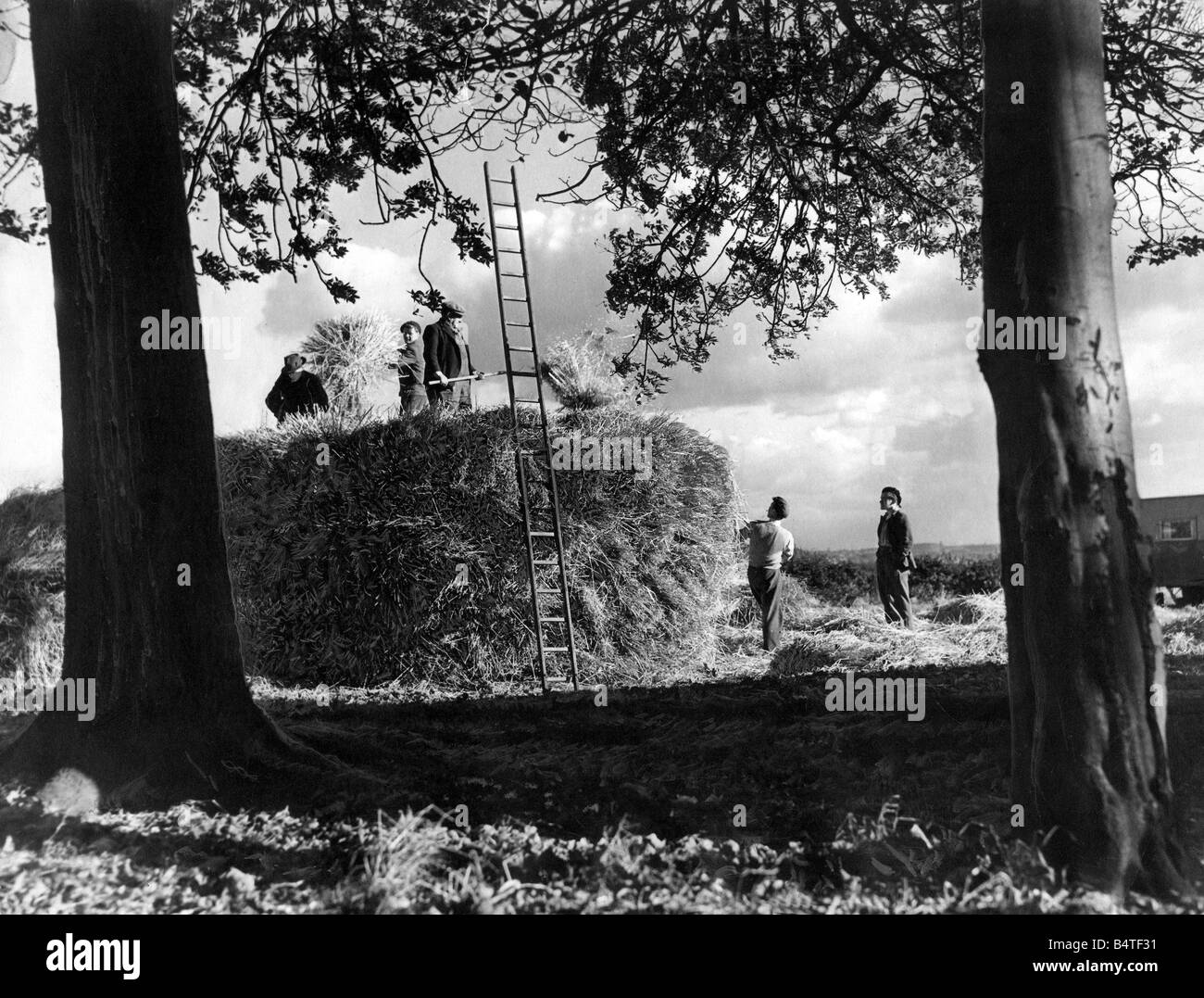Une course contre le temps pendant la période des récoltes à Brunton Farm Gosforth en octobre 1951 Banque D'Images
