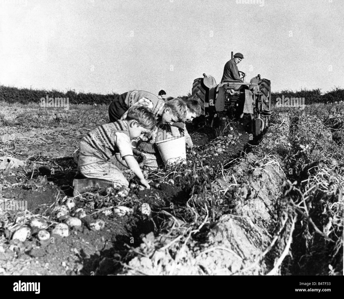 Certains des enfants de pitié de moi, dans le comté de Durham ou de pommes de terre préparation tattie en octobre 1962 Banque D'Images