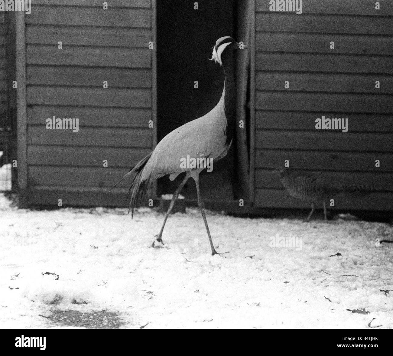 Zoo de Colchester Essex dans la neige Jan 1977 Hoppy la grue Banque D'Images
