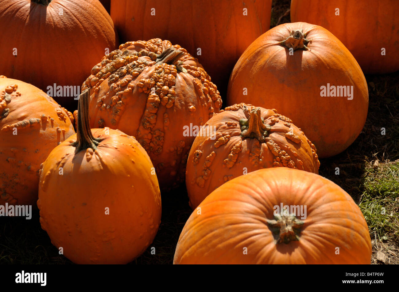 Citrouilles d'Halloween prêt à acheter. Banque D'Images