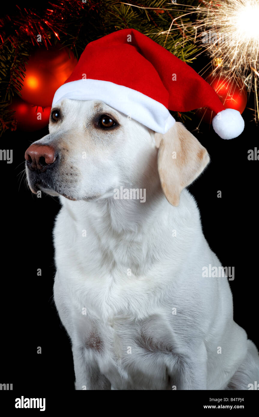 Labrador retriever blanc avec rouge Santa Claus hat sur fond noir avec l'arbre de Noël décoré et sparkler. Banque D'Images