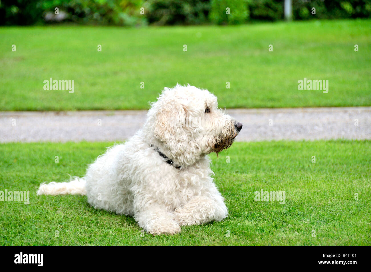 Goldendoodle blanche chien assis se trouvant à l'extérieur sur l'herbe Banque D'Images