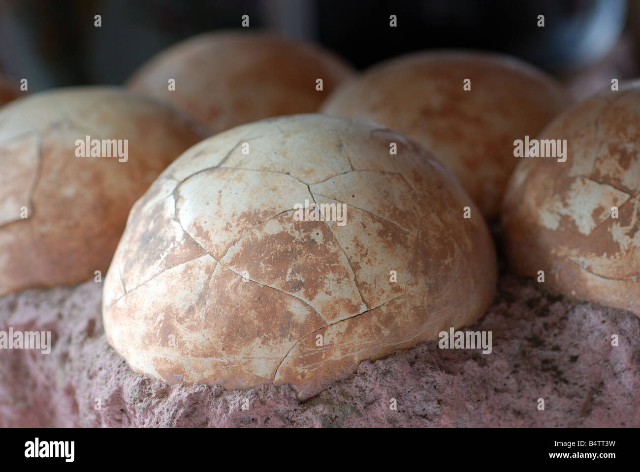 Œufs de dinosaure réplique Banque D'Images