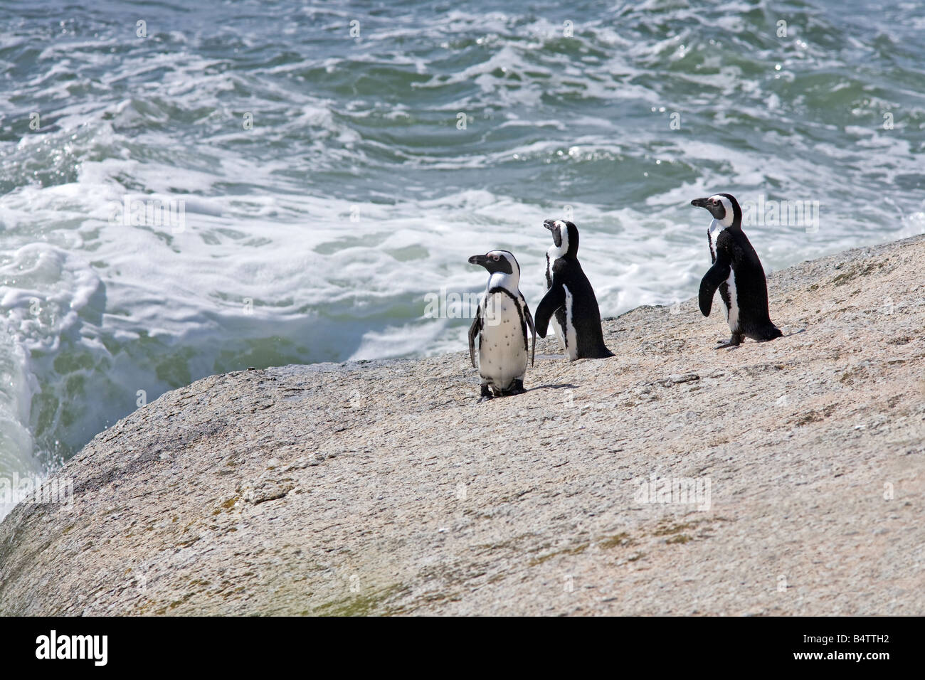 Manchot africain (Spheniscus demersus) Jackass Penguin debout sur un grand rocher. Une espèce en voie de disparition dans la ville de Boudders Beach Simon, en Afrique du Sud. Banque D'Images