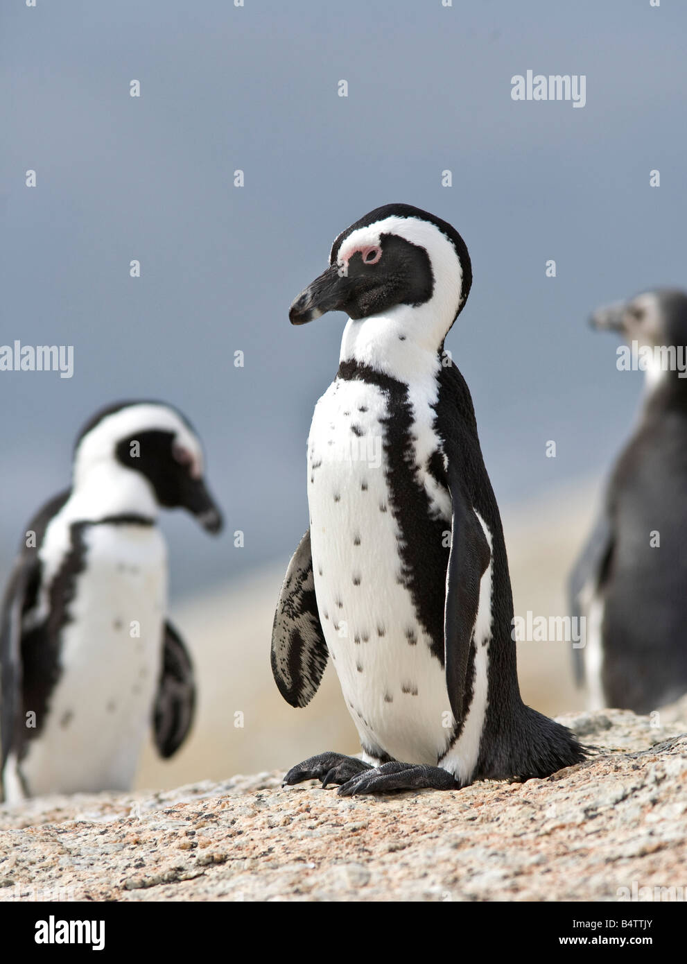 Manchot africain (Spheniscus demersus) Jackass Penguin assis sur un gros rocher. La plage de Boulders Simon's Town, le Cap, Afrique du Sud Banque D'Images