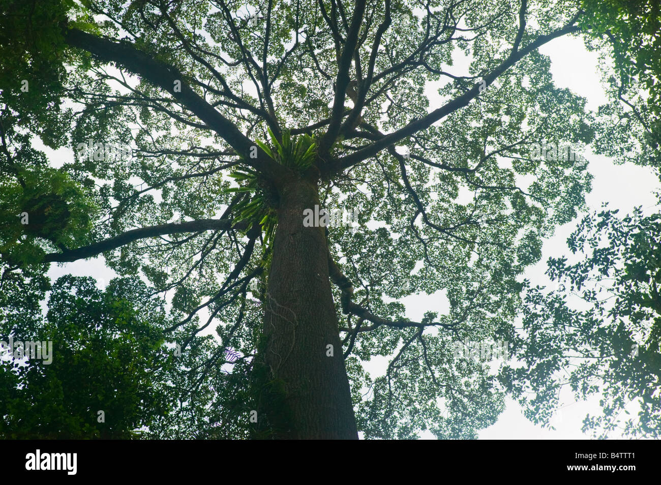 Un grand arbre à étudier les sources chaudes au pied du Mont Kinabalu Sabah Malaisie Banque D'Images