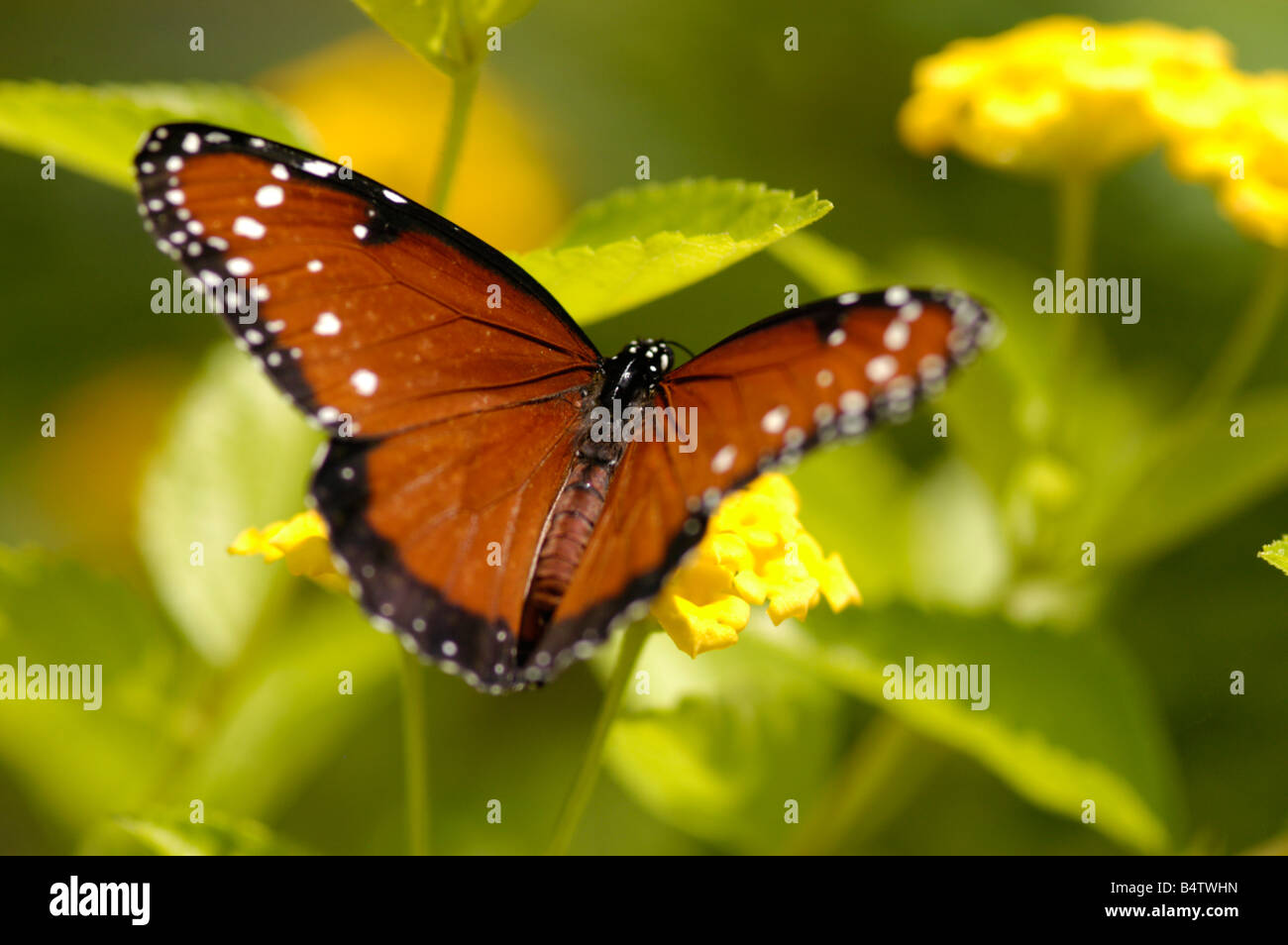 Papillon Danaus gilippus Queen Banque D'Images
