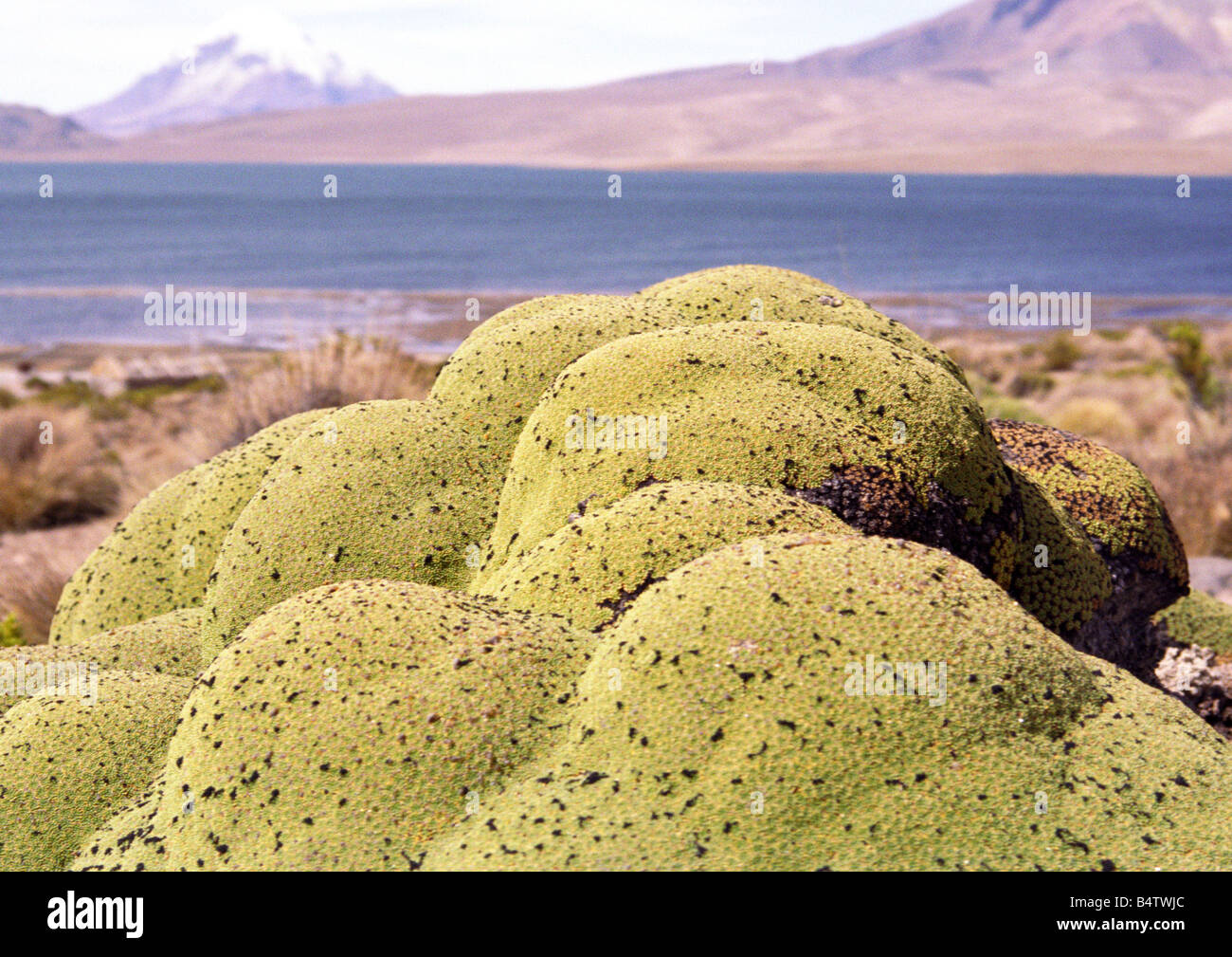 Les lichens, parc de Lauca, Chili Banque D'Images