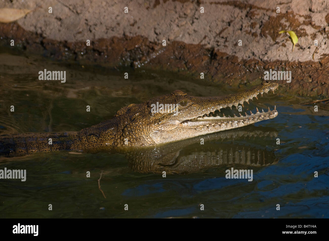 Johnson s'eau douce australien crocodile crocodiles Banque D'Images