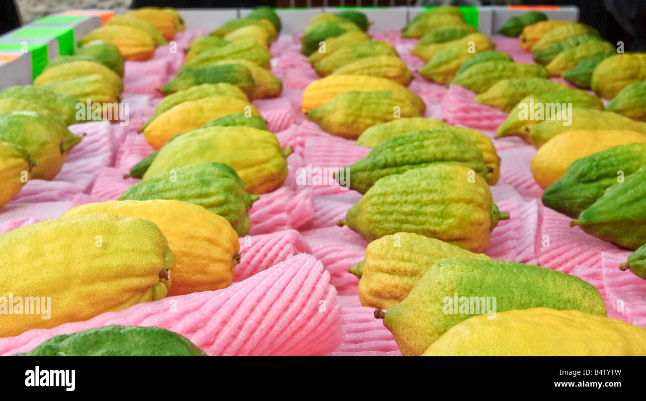 Jérusalem, Israël. Fruits citron ('Esrogs') dans le marché de l'établissement Geula, vendu pour le rituel juif de prendre 'les quatre espèces'. Banque D'Images