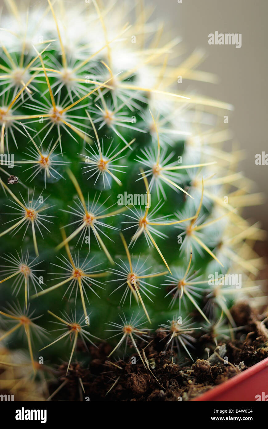 Plante cactus Banque D'Images
