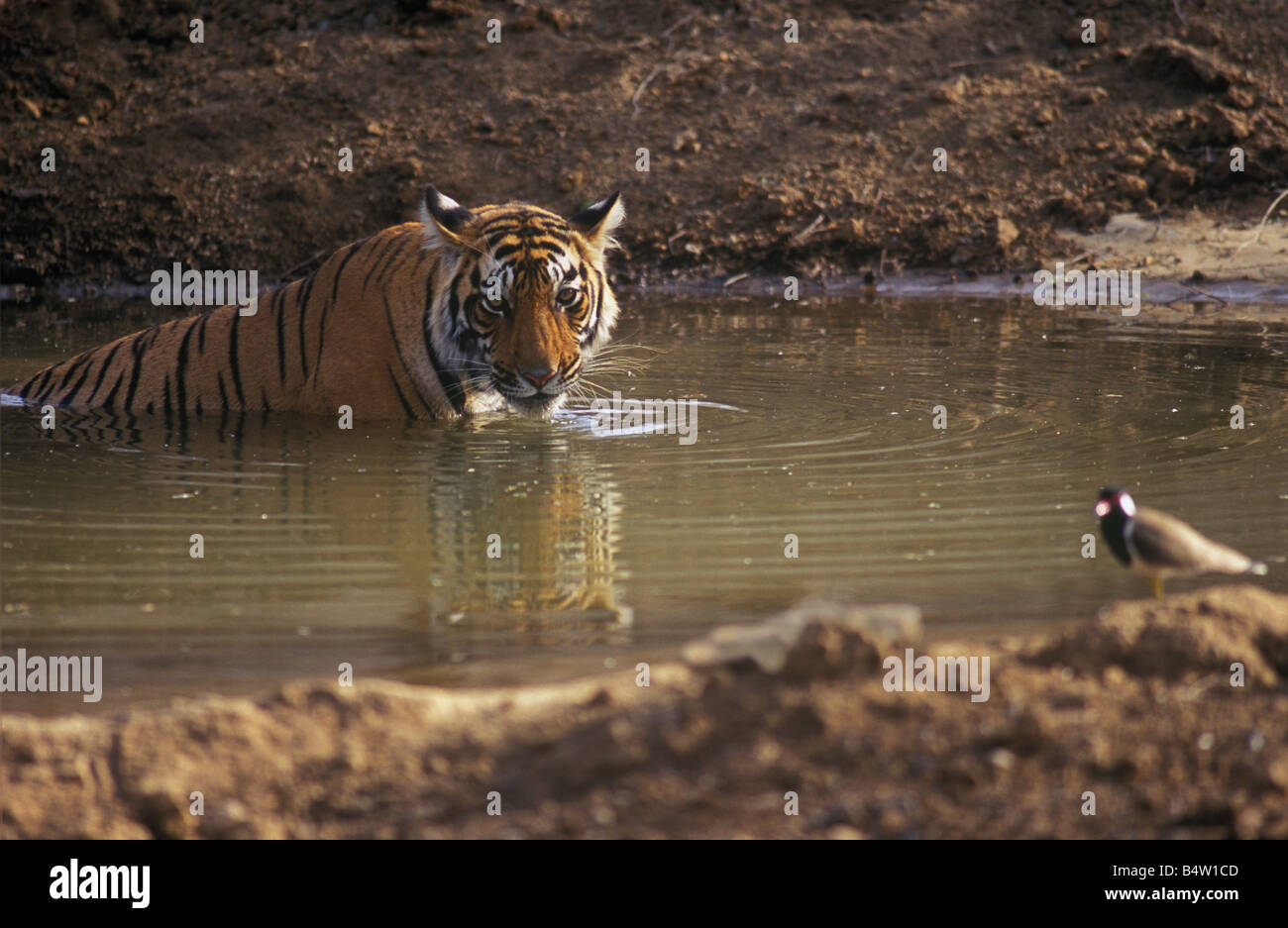 En étés de refroidissement tigre du Bengale (Panthera tigris) Banque D'Images