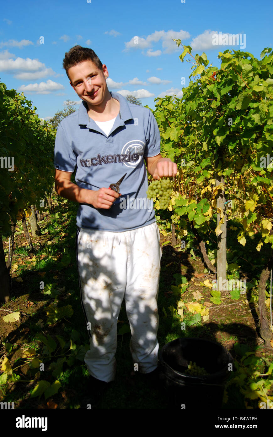 Travailleur homme picking grapes, Lamberhurst Vineyard, Lamberhurst, Lamberhurst, Kent, Royaume-Uni Banque D'Images