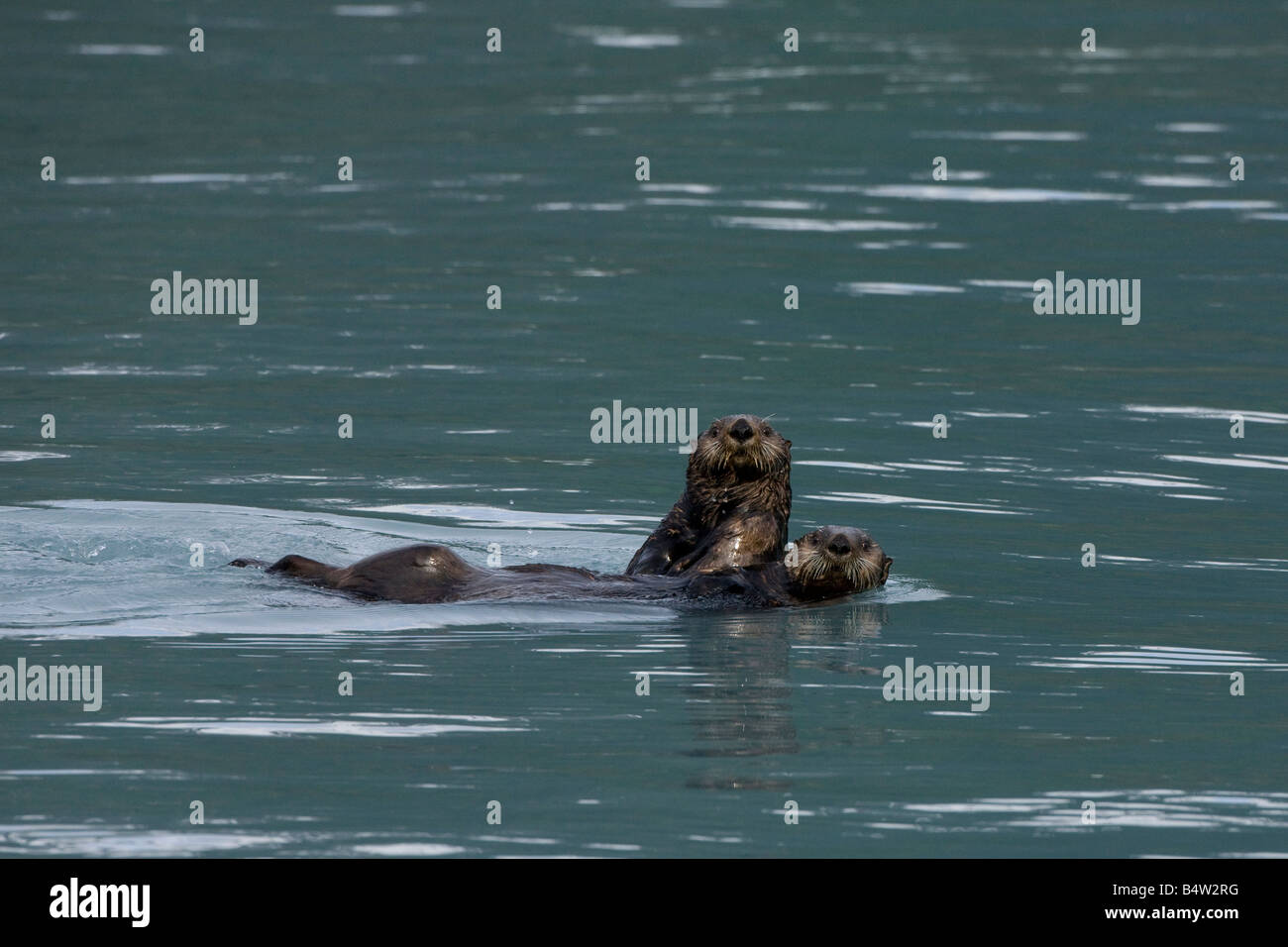 Les loutres de mer (Enhydra lutris) Natation à Prince William Sound, Alaska Banque D'Images