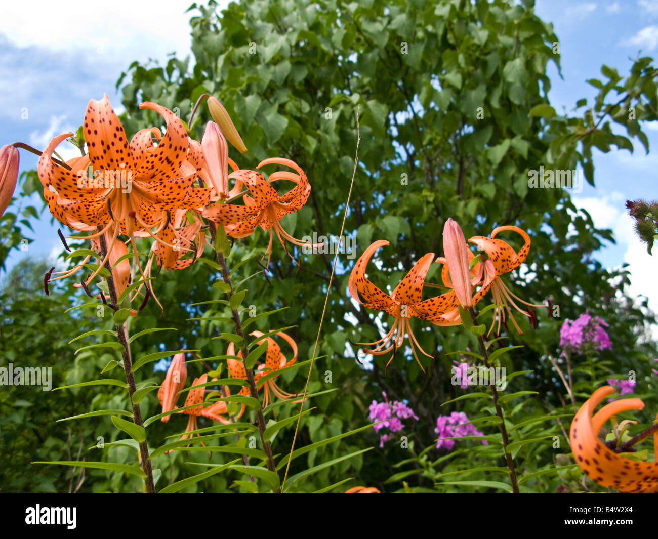 Tiger Lilies en pleine floraison Banque D'Images