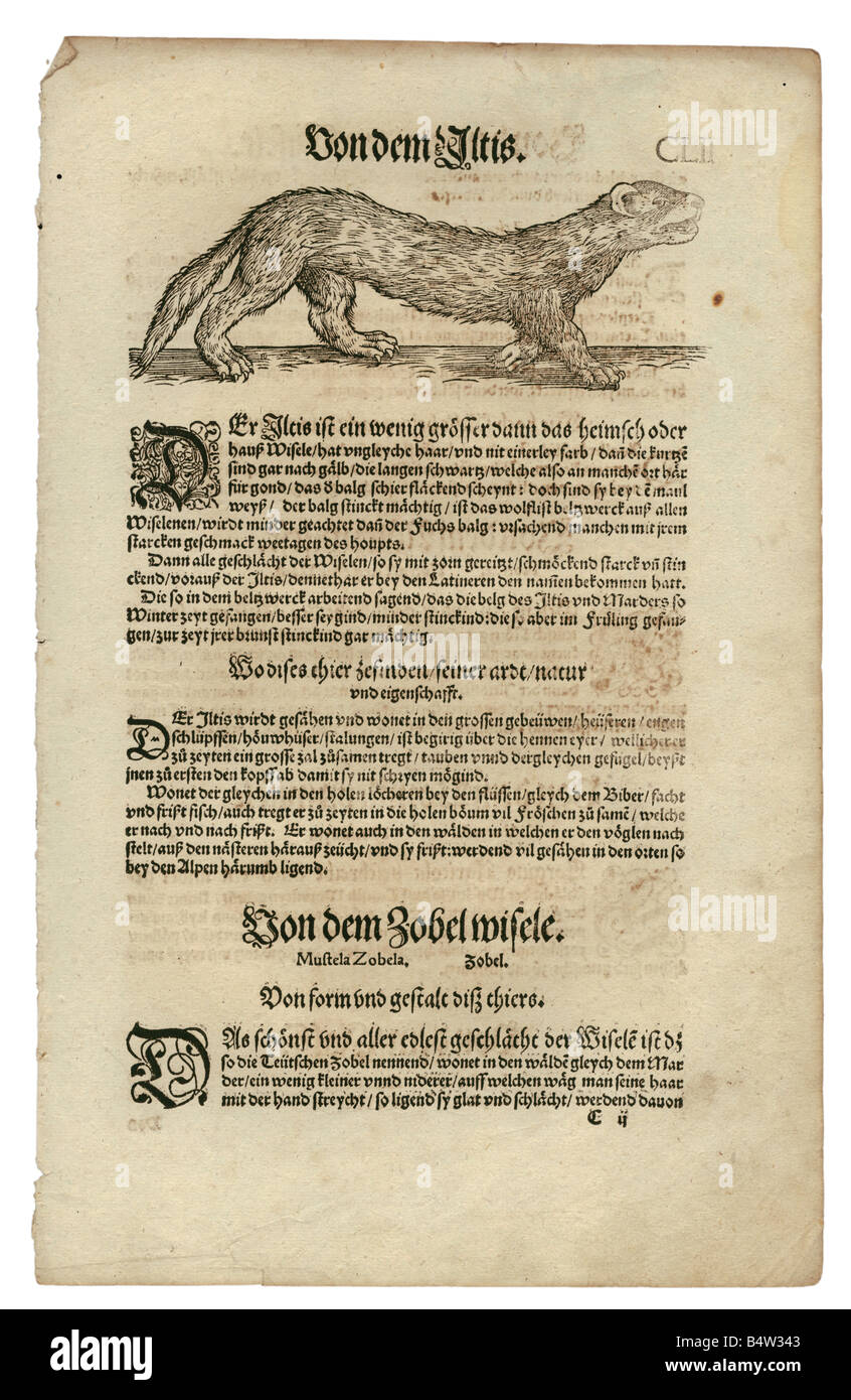 Zoologie / animaux, manuels, 'Historia animalium', par Conrad Gessner, Zurich, Suisse, 1551 - 1558, polecat (Putorius), coupe de bois, Banque D'Images